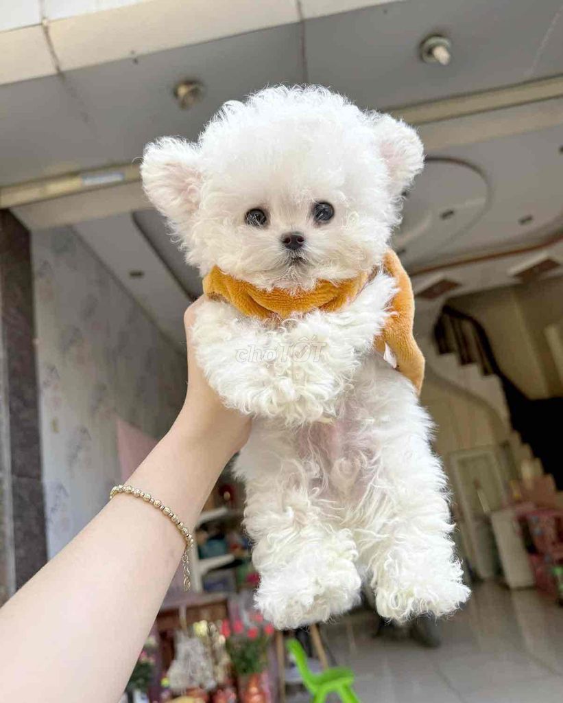 Shop Thú Cưng Mập Pet House