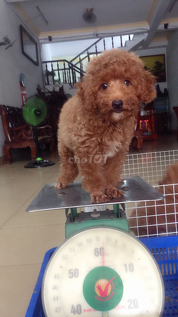 0365129775 - Chó poodle 4 tháng tuoi