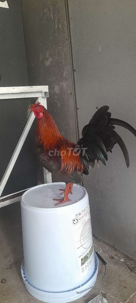 Gà chọi Nâu 1ki1 đỏ đen chơi liền . Mua bán Gà tại Huyện Phong Điền Cần Thơ được đăng bởi Gà tre mẽ hình 1