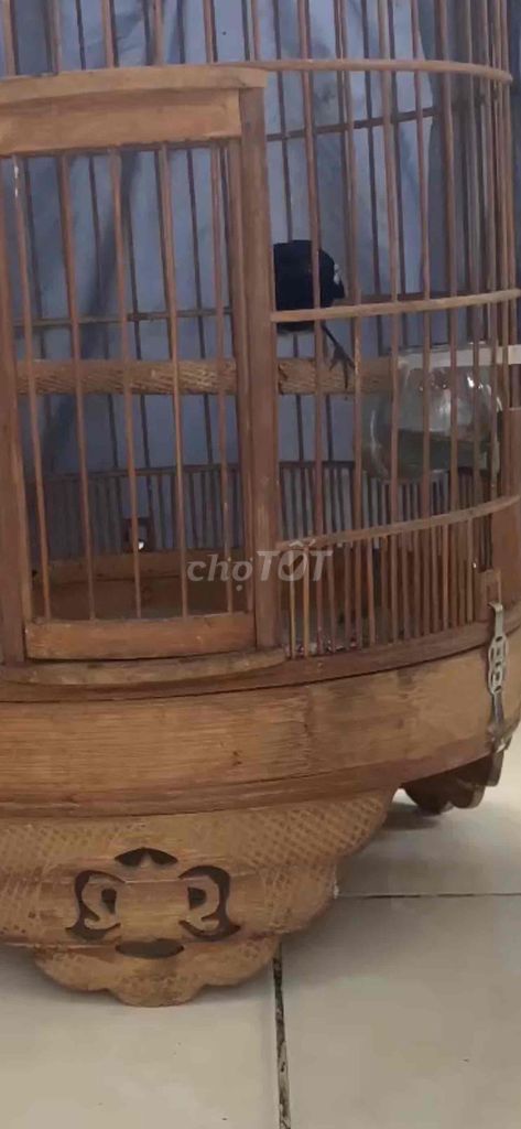 Chim cám cứng đuôi 10cm. Mua bán Chim tại Quận Bình Thạnh Tp Hồ Chí Minh được đăng bởi heri hình 1