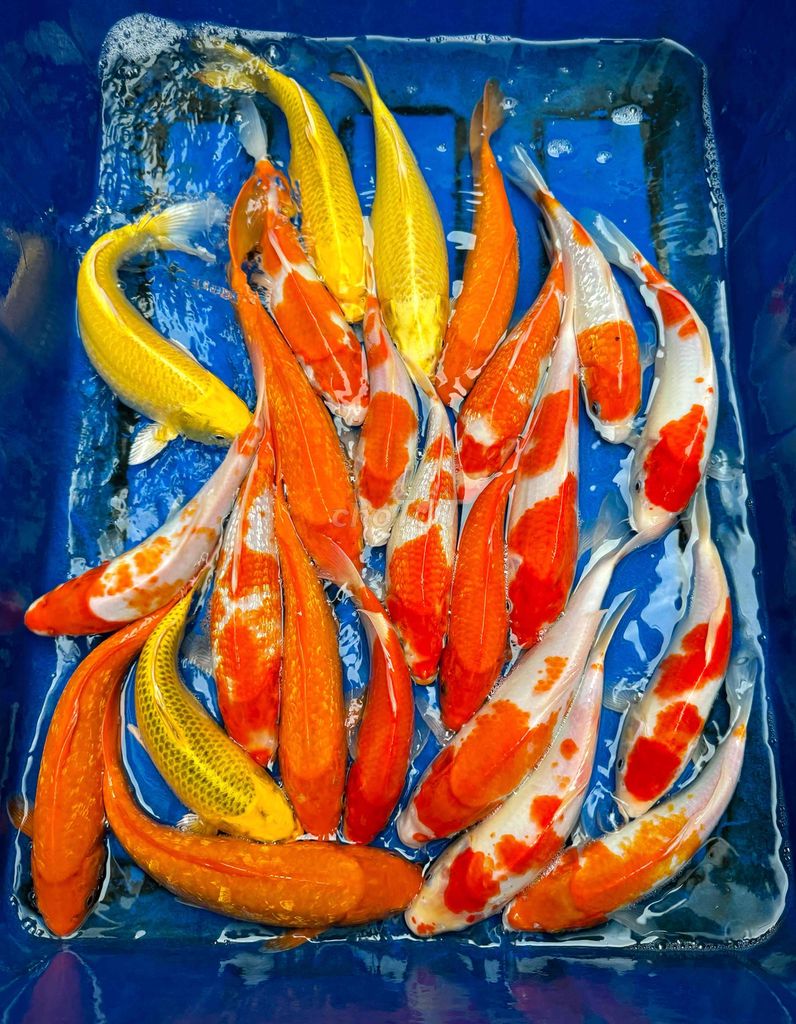 24 cá KOI F1 20-30cm