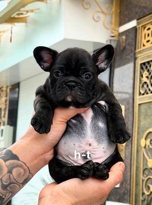 Chó Bull Pháp Đen Đực 2 tháng