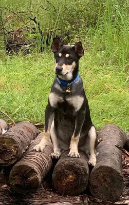 Chó lai giống Rottweiler + Cỏ màu Đen - Đực. Mua bán Chó tại Thành phố Thủ Đức Tp Hồ Chí Minh được đăng bởi NDTHưng