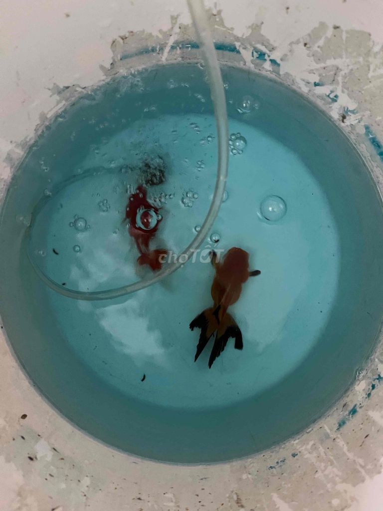 oranda đuôi lụa