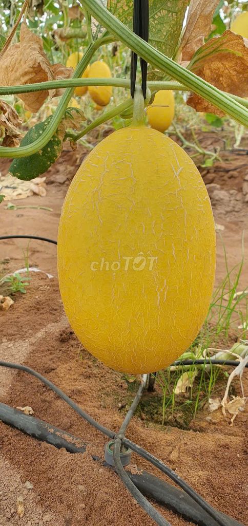[Bán sỉ] 400kg Dưa lưới Huỳnh Long 1-1.2kg/trái. Mua bán Đồ ăn, thực phẩm và các loại khác tại Quận Bình Thạnh Tp Hồ Chí Minh được đăng bởi Dưa Lưới LiFarm hình 4
