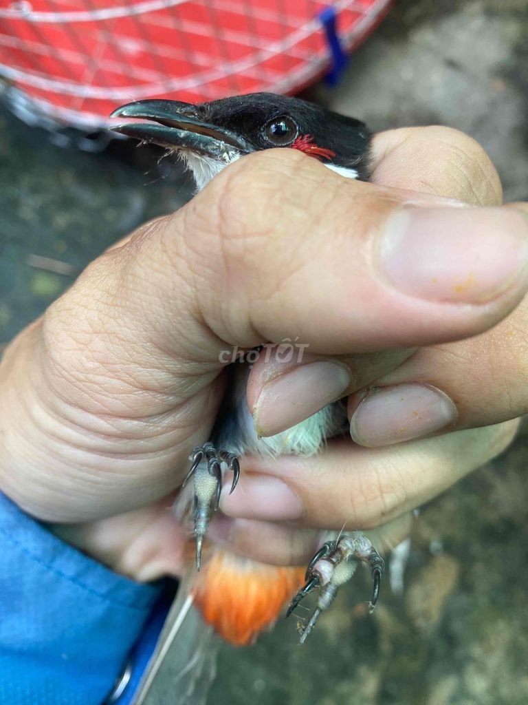 lỗi móng