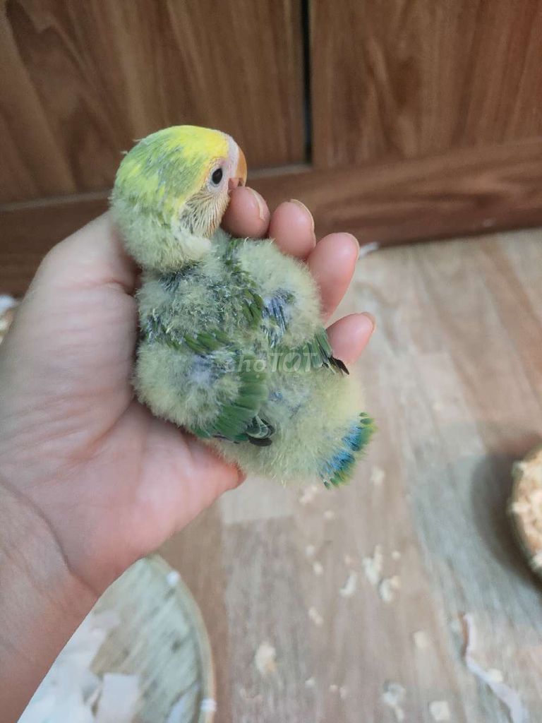 Vẹt Vàng xanh lá Khỏe mạnh. Mua bán Chim tại Quận Hai Bà Trưng Hà Nội được đăng bởi Shop chim cảnh hình 1
