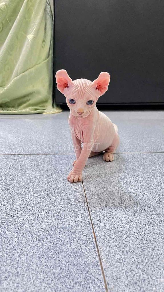 Mèo Sphynx Đực Hồng Không Lông. Mua bán Mèo tại Quận Cầu Giấy Hà Nội được đăng bởi Vũ Ngọc Lan hình 1