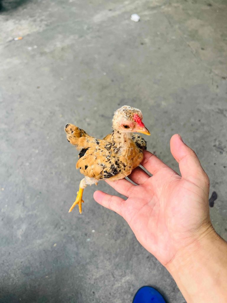 Gà tre Nâu Đen Đỏ trống mái. Mua bán Gà tại Thành phố Biên Hòa Đồng Nai được đăng bởi Duy hình 1