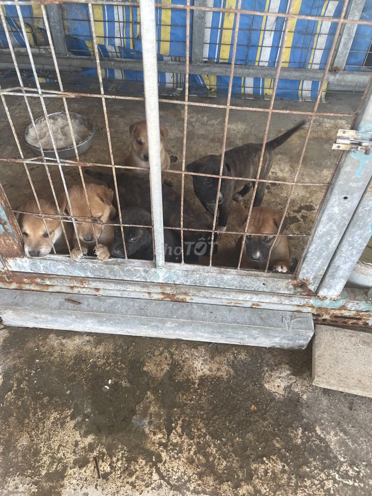 Chó Phú Quốc lai Cộc Vện. Mua bán Chó tại Huyện Bình Chánh Tp Hồ Chí Minh được đăng bởi Trịnh Ngọc Thiện hình 1