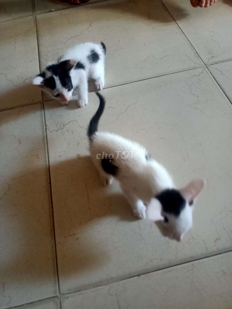 Mèo con Trắng đen mới sinh. Mua bán Mèo tại Quận Tân Bình Tp Hồ Chí Minh được đăng bởi Tong Thanh Ninh hình 1