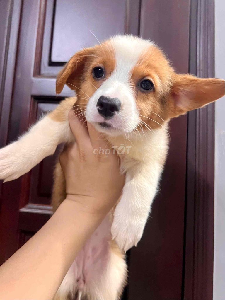 Chó Corgi 2.5 tháng tuổi