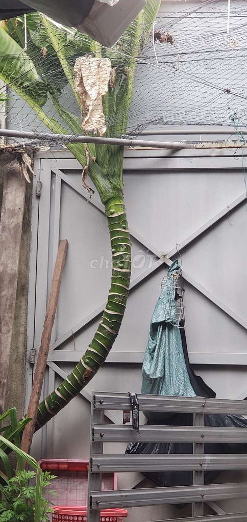 Cây cảnh Đại phú gia hơn 3m vành 33cm. Mua bán Cây cảnh, đồ trang trí tại Quận 12 Tp Hồ Chí Minh được đăng bởi Trọng Khái hình 1