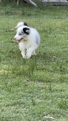 Chó Border Collie cái 43 ngày
