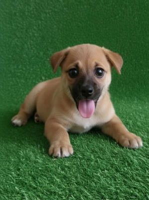 Chó Pug f1 vàng 2 tháng thông minh chân lùn