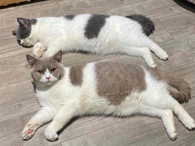 mèo anh lông ngắn chân ngắn màu fawn đực