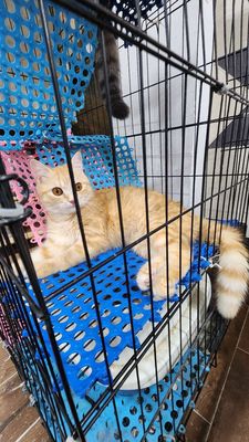 Mèo aln cái Redtabby 1 tuổi rưỡi cần tìm nhà mới. Mua bán Mèo tại Quận 7 Tp Hồ Chí Minh được đăng bởi Thao Pham