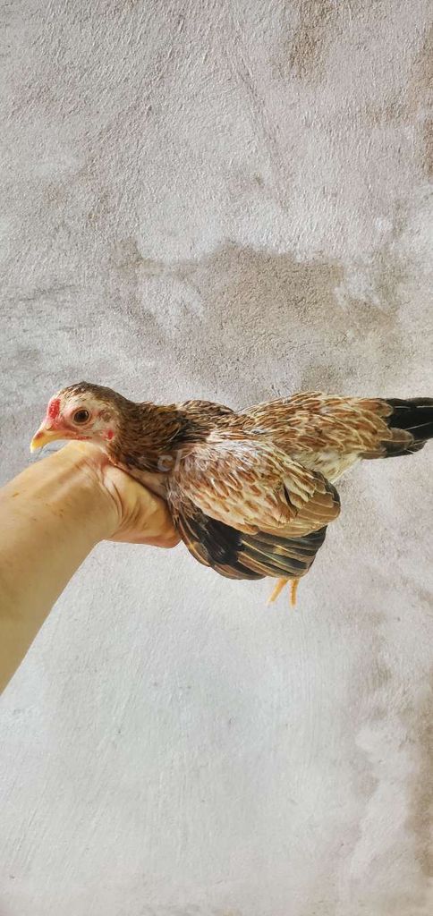 Gà mái làm cảnh nâu trắng 5.5 tháng. Mua bán Gà tại Huyện Tân Hiệp Kiên Giang được đăng bởi Ha DANG hình 1