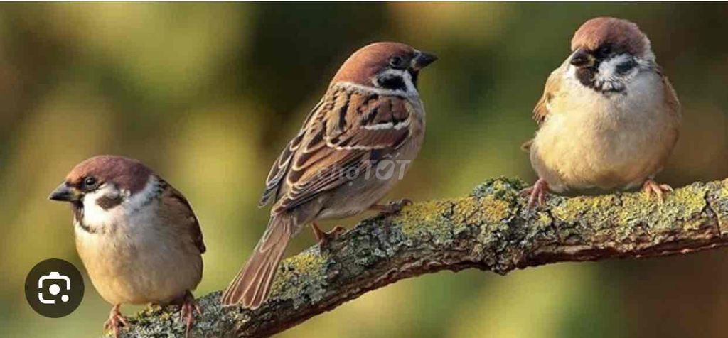 Bán chim sẻ phóng sinh Hà Nội. Mua bán Chim tại Quận Hoàn Kiếm Hà Nội được đăng bởi Cô Lộc hình 1