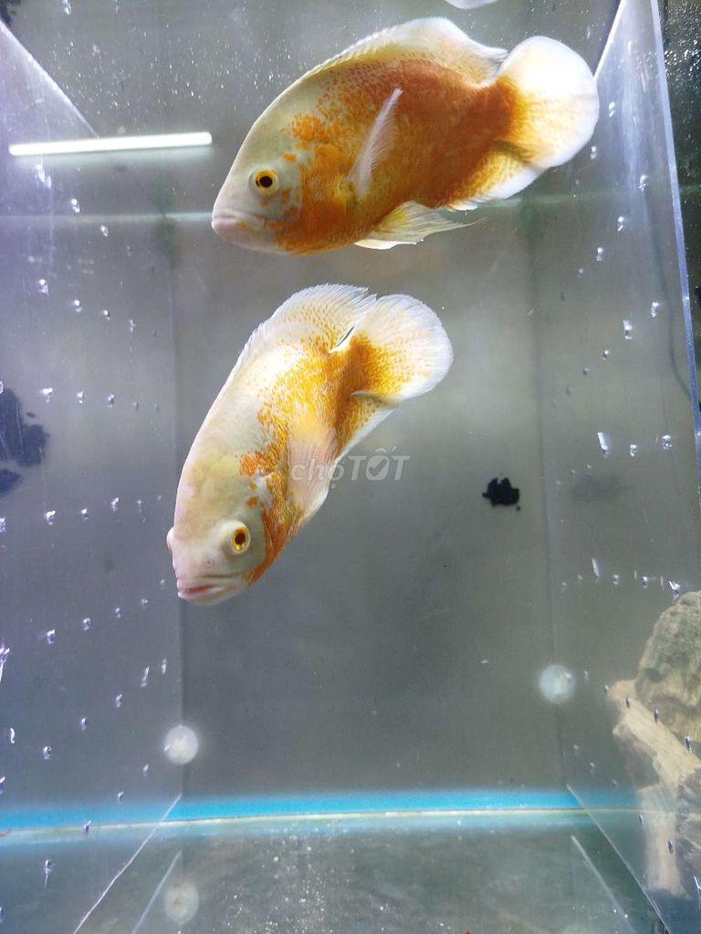 Cần bay nhanh cá khỉ đỏ. Mua bán Thú cưng khác tại Quận 8 Tp Hồ Chí Minh được đăng bởi Van sự Tùy duyên  hình 5