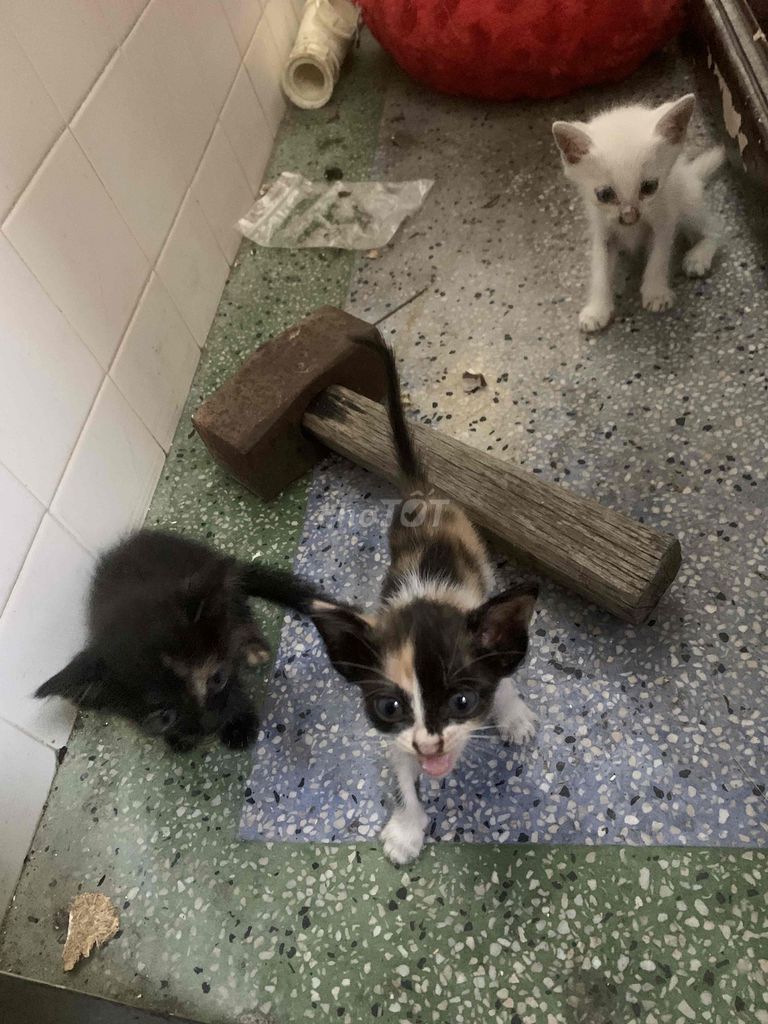 Mèo nhà đen trắng tam thể trống mái. Mua bán Mèo tại Quận Ngô Quyền Hải Phòng được đăng bởi Phạm Ngọc Thanh hình 1