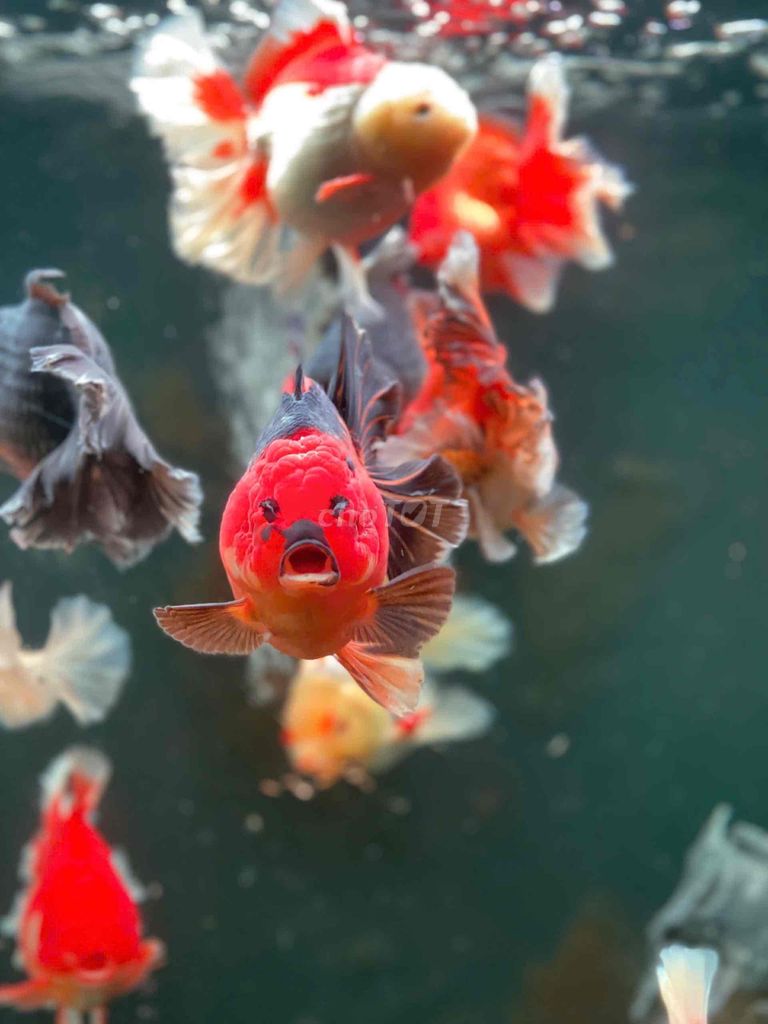 Oranda sz 2n5 groom