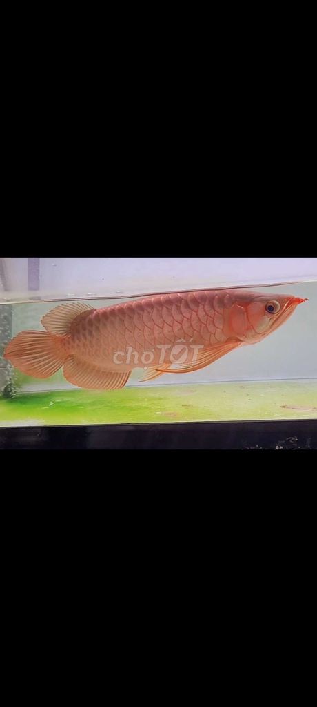 Càng bướm đuôi phụng khủng bạch ngọc 36cm