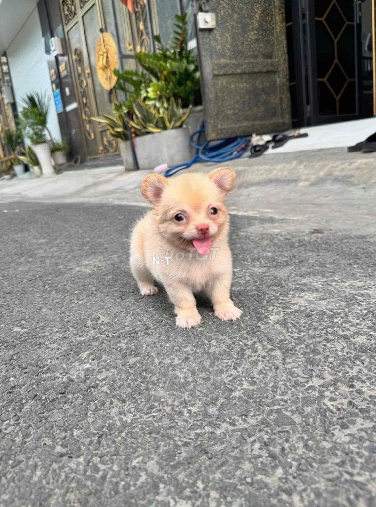 Chó Chihuahua lông dài. Mua bán Chó tại Quận Bình Tân Tp Hồ Chí Minh được đăng bởi Trang  hình 1