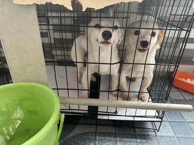 Chó Poodle cái màu Trắng
