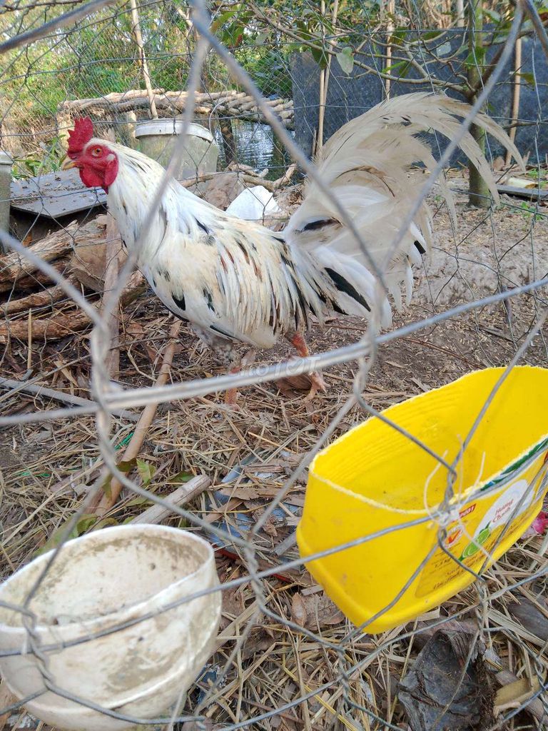 Gà bướm 2.2kg. Mua bán Gà tại Huyện U Minh Cà Mau được đăng bởi ut  hình 1