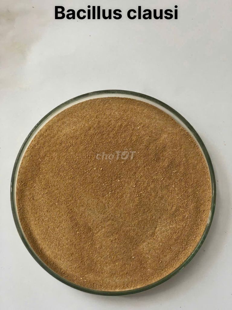 BACILLUS CLAUSII  toàn diện các vấn đề về tiêu hóa. Mua bán Phụ kiện, Thức ăn, Dịch vụ tại Huyện Đức Hòa Long An được đăng bởi Ms Hạnh  hình 1