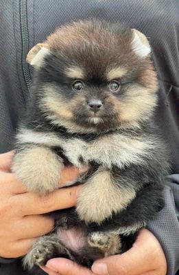 Chó Phốc Sóc mini nhiều màu đã tiêm