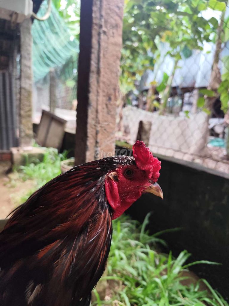 Gà chọi đen đỏ chân vàng móng đen 2k7. Mua bán Gà tại Huyện Phú Tân An Giang được đăng bởi Tèo  hình 1