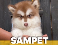 Sampet - Siêu thị Alaska, Samoyed, Golden uy tins