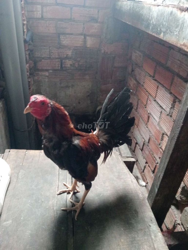 Gà điều mật 1.3kg Lông cũ. Mua bán Gà tại Quận 1 Tp Hồ Chí Minh được đăng bởi Hoàng Phúc hình 1