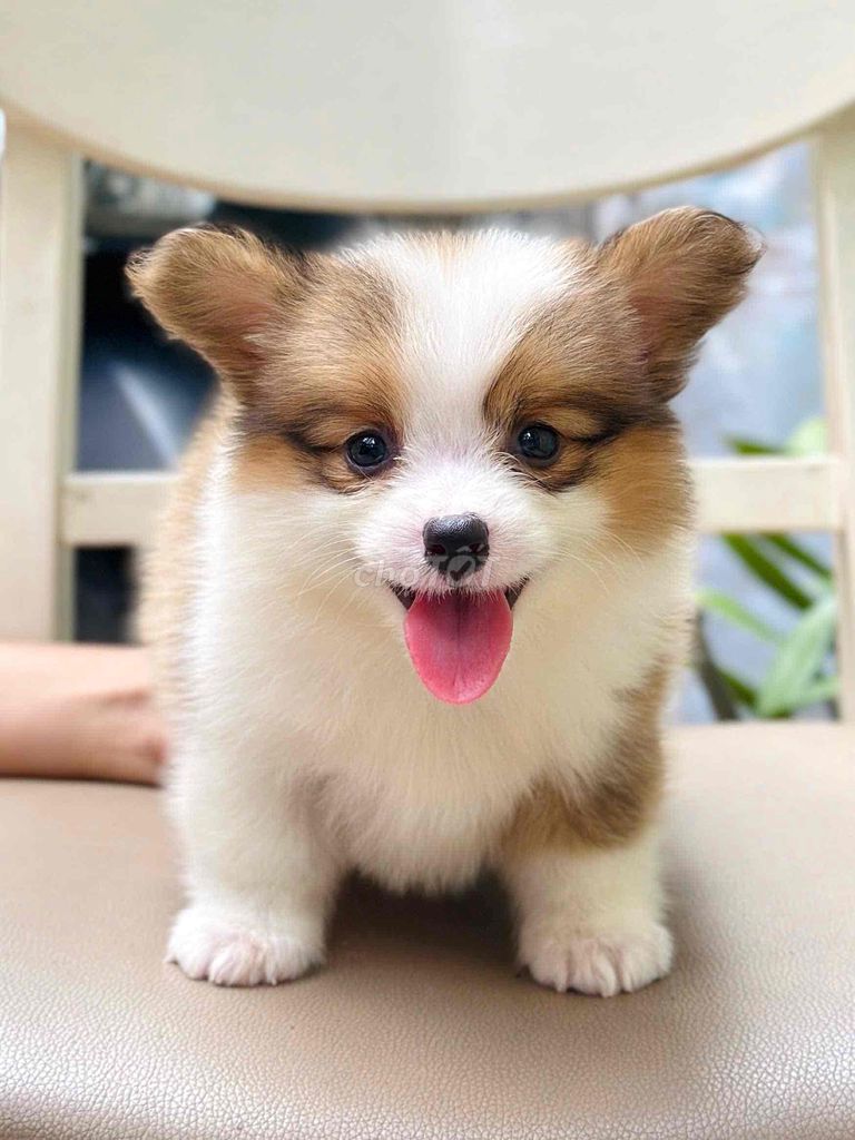 bán corgi petshop 130 đường 2/9 đà nẵng. Mua bán Chó tại Quận Liên Chiểu Đà Nẵng được đăng bởi Chó Cảnh Đà Nẵng 130 đường 2 9  hình 1