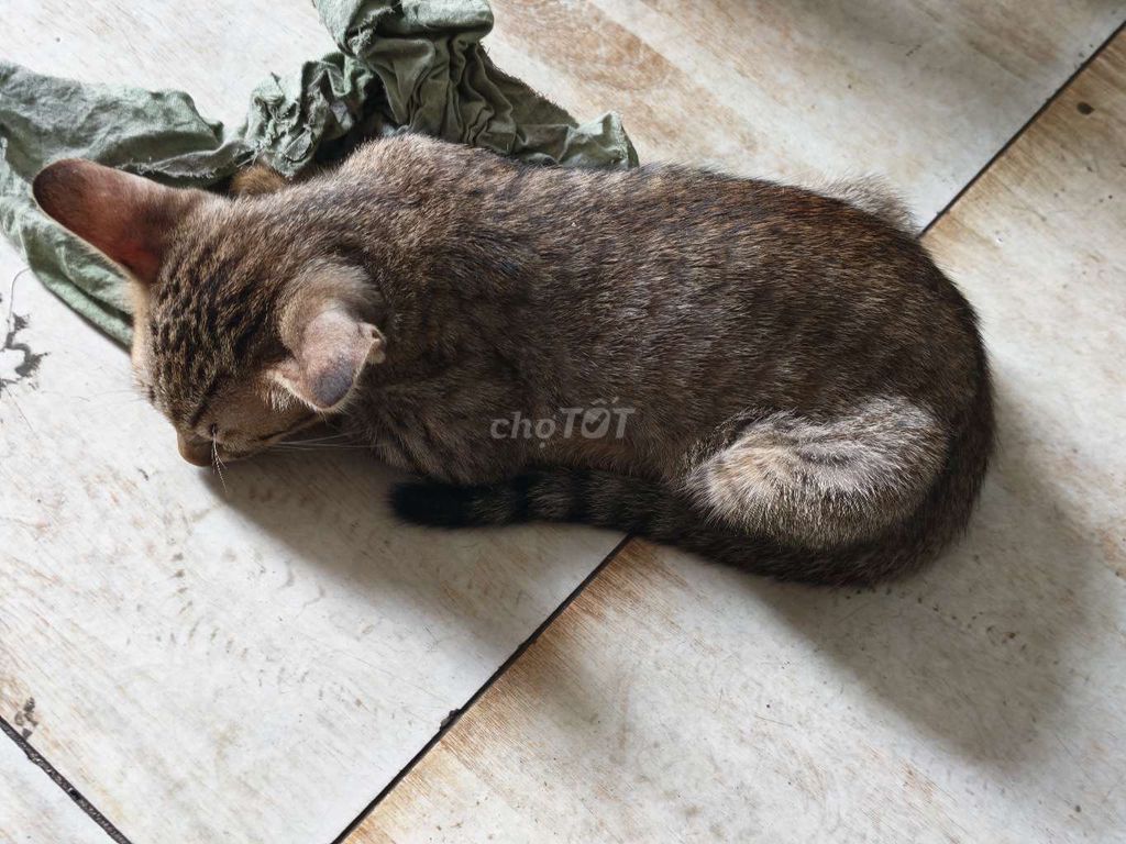 Mèo con đực cái vằn. Mua bán Mèo tại Huyện Bình Chánh Tp Hồ Chí Minh được đăng bởi Phan Lộc hình 1