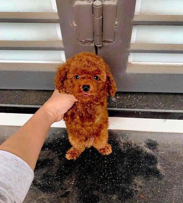 Chó Poodle Nâu đỏ cả hai