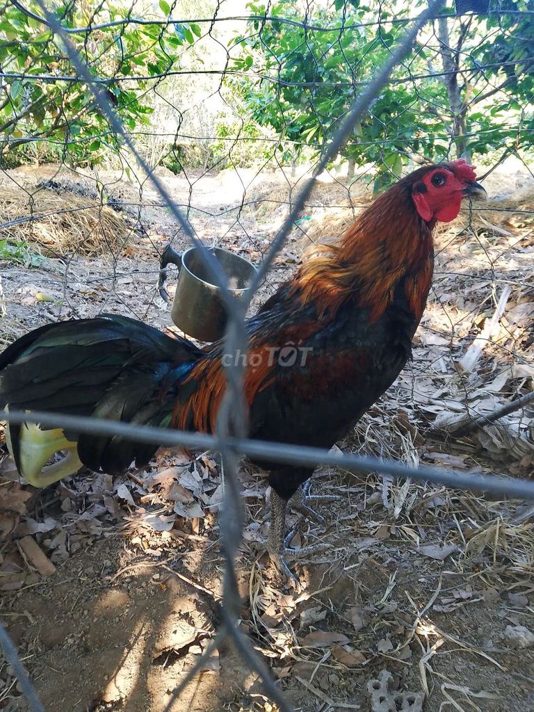 Gà tơ Đực 2.4kg. Mua bán Gà tại Huyện U Minh Cà Mau được đăng bởi ut  hình 1