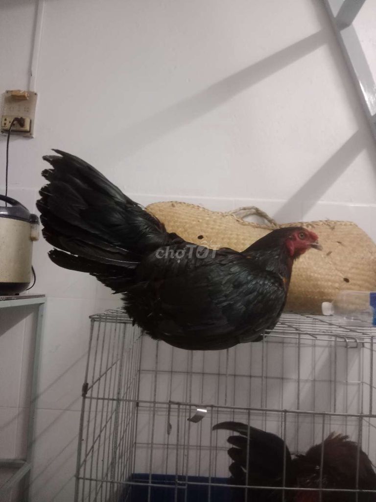 gà mái nồi siêu. Mua bán Gà tại Quận 8 Tp Hồ Chí Minh được đăng bởi lim hình 1