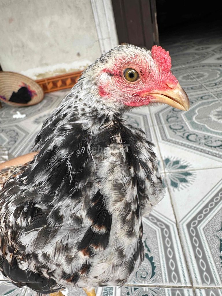 Gà tre cảnh mái Đen trắng. Mua bán Gà tại Huyện Đông Anh Hà Nội được đăng bởi Văn Đan  hình 1