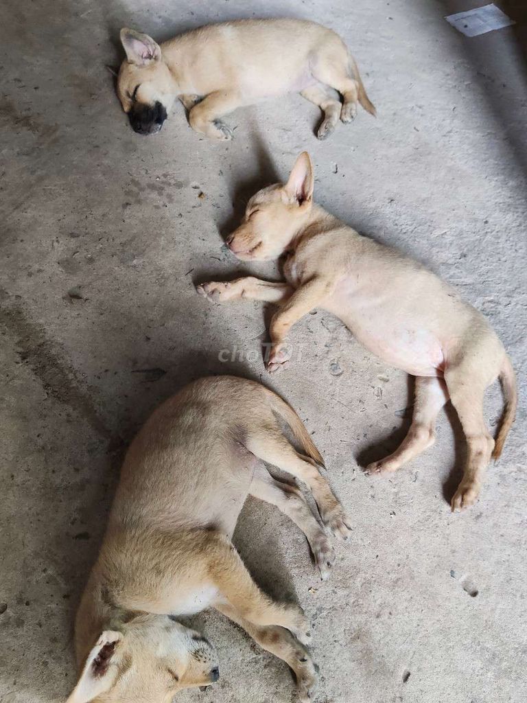 Chó con Vàng nhạt 3 con. Mua bán Chó tại Huyện Châu Thành Tiền Giang được đăng bởi Kiệt Nguyễn tuấn hình 1