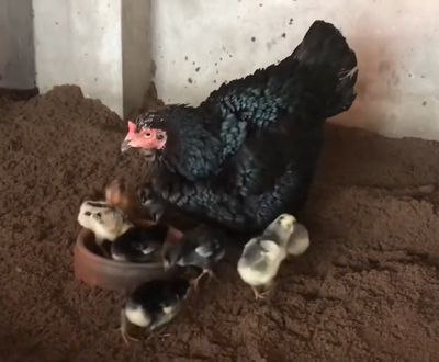 Bán mái chọi dòng tốt. Mua bán Gà tại Thị xã Bến Cát Bình Dương được đăng bởi tổ hi