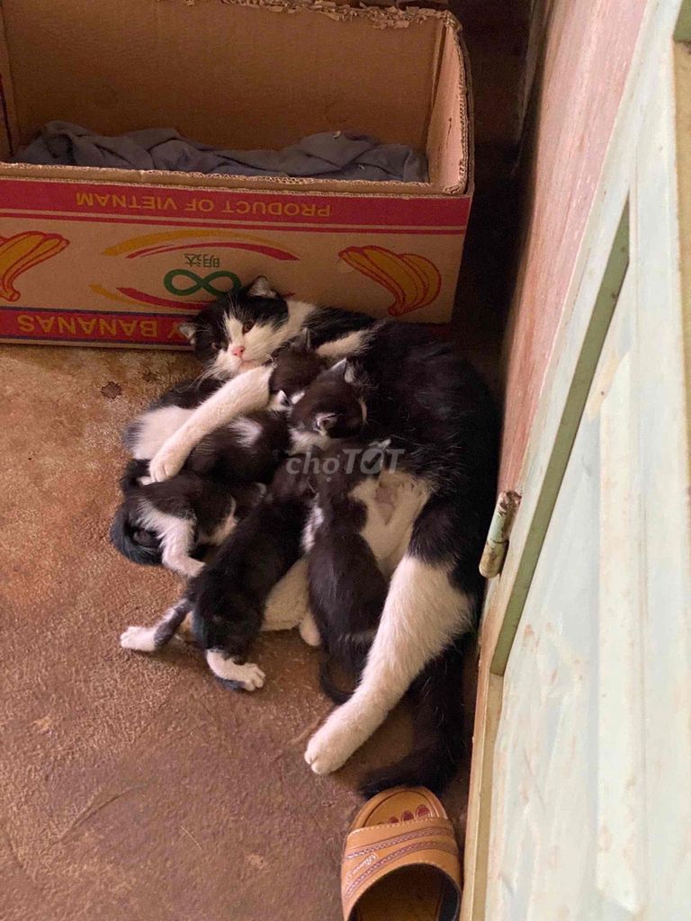 Mèo Lai ALN. Mua bán Mèo tại Huyện Trảng Bom Đồng Nai được đăng bởi Hưng hình 1