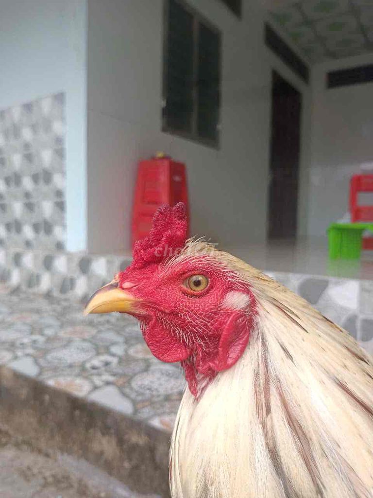 ga bướm 2kg6 trang 2kg7