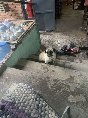 Chó Pug đực