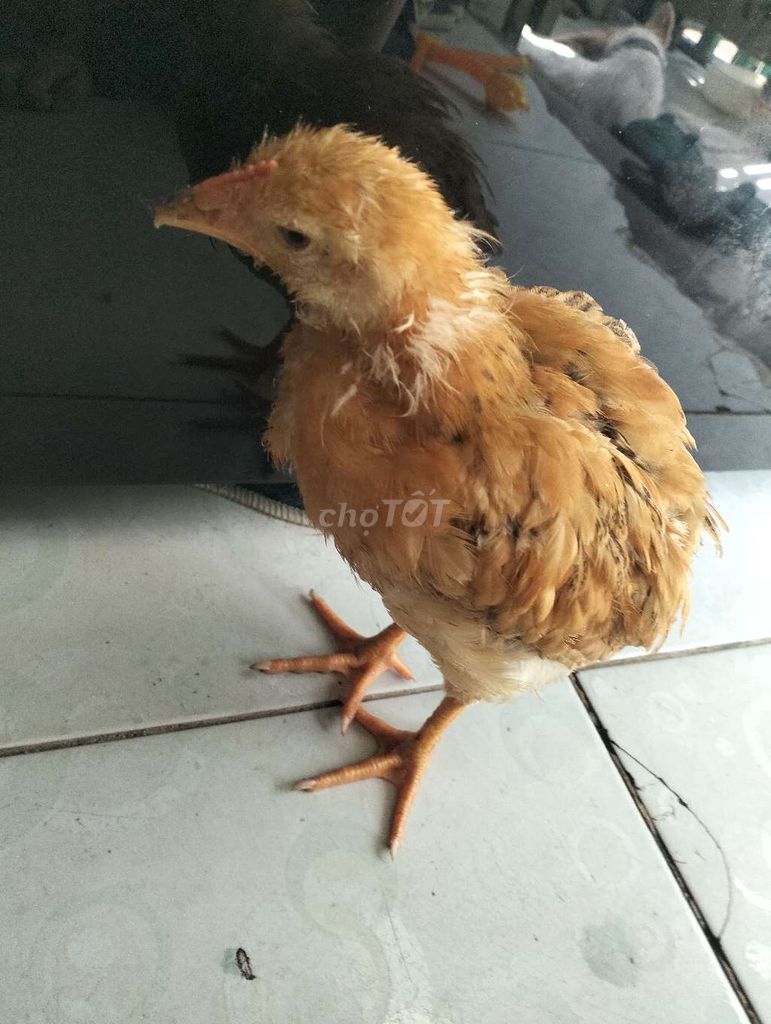 Cho tặng gà con. Mua bán Gà tại Quận Bình Tân Tp Hồ Chí Minh được đăng bởi Min hình 1