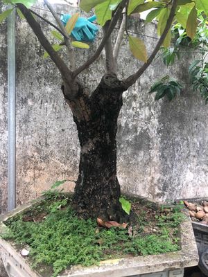 cây lộc vừng. Mua bán Cây cảnh, đồ trang trí tại Huyện Quốc Oai Hà Nội được đăng bởi vui vẻ mỗi ngày