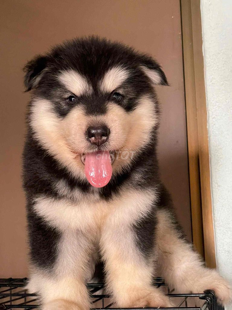 Chó Alaska đực 1 mũi vắc xin. Mua bán Chó tại Quận 5 Tp Hồ Chí Minh được đăng bởi Thu Hương hình 1