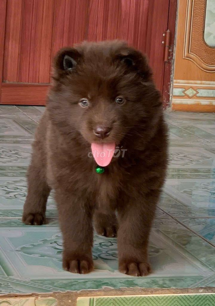 Chó Chow Chow đực màu Nâu. Mua bán Chó tại Thành phố Thủ Đức Tp Hồ Chí Minh được đăng bởi cho H mong hình 1